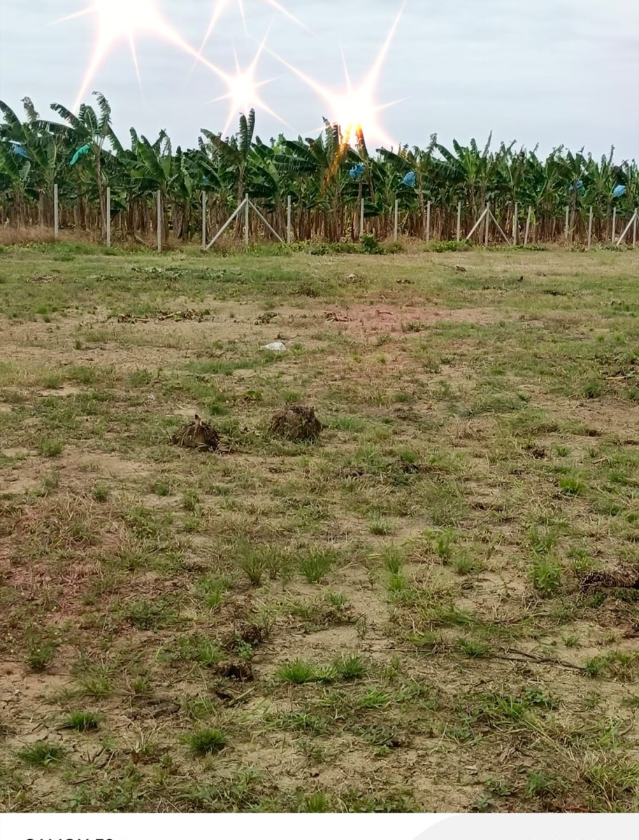 Lindero del terreno con cultivos de plátano
